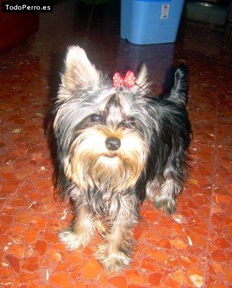 La foto del perro
