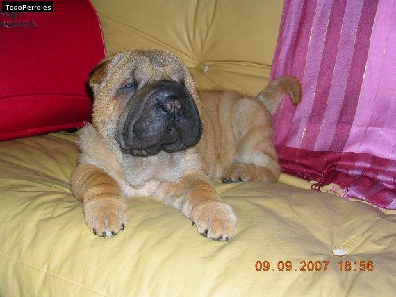 La foto del perro