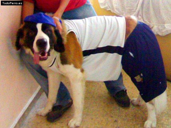 La foto del perro