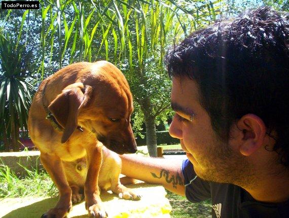 La foto del perro