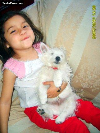 La foto del perro