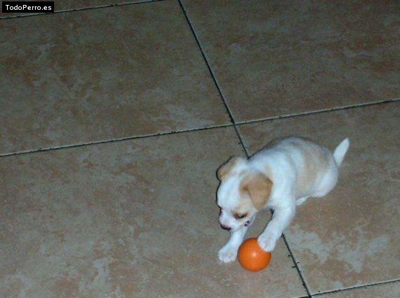 Foto del perro Meri