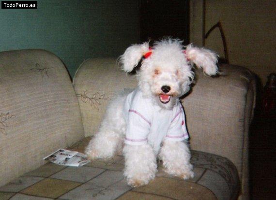 La foto del perro