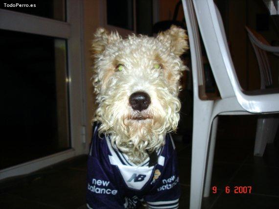 La foto del perro