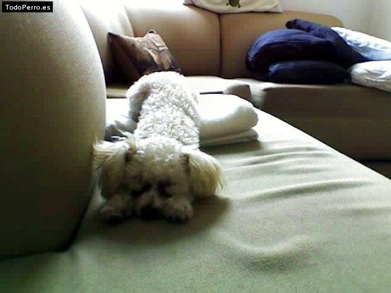La foto del perro