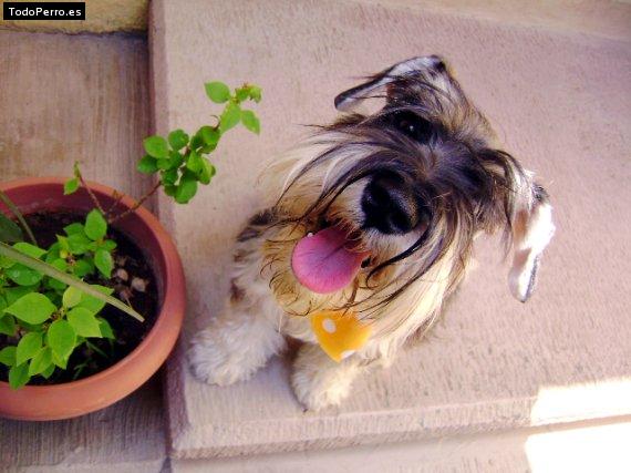La foto del perro
