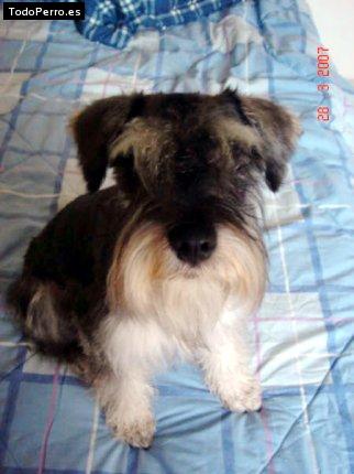 La foto del perro