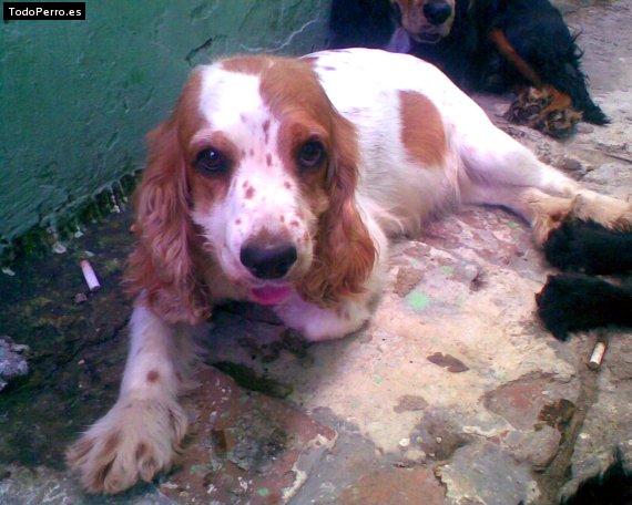 La foto del perro