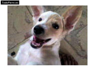 Foto del perro Mia