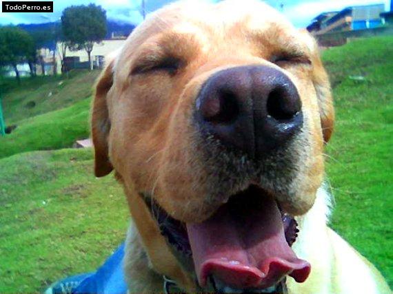 La foto del perro