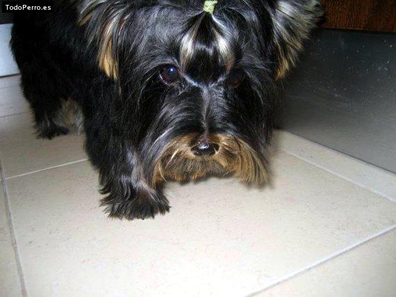 La foto del perro