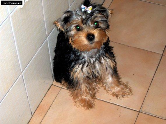 La foto del perro