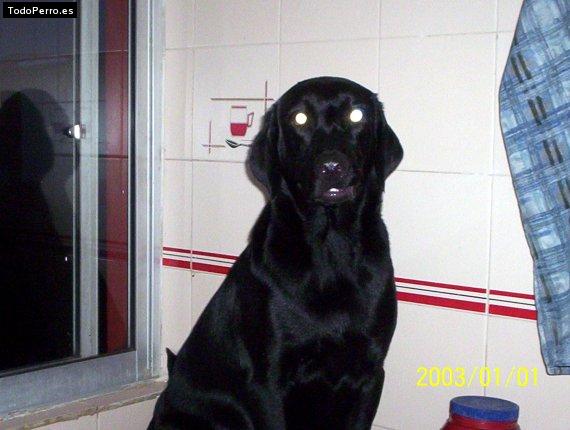 La foto del perro