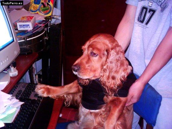 La foto del perro