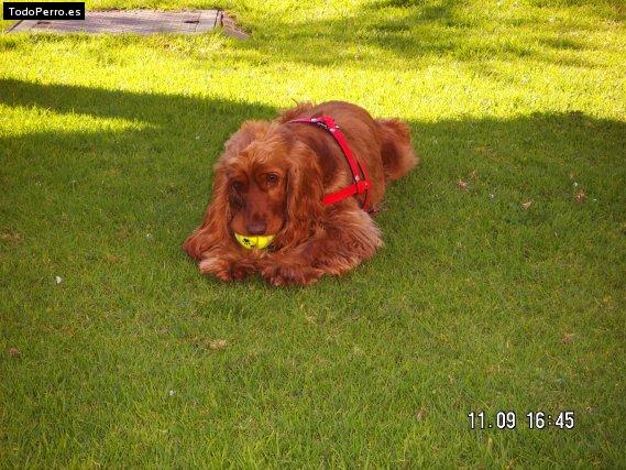 La foto del perro
