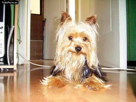 La foto del perro