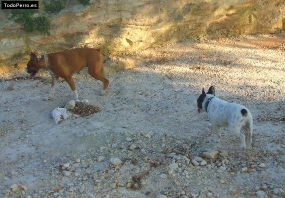 La foto del perro