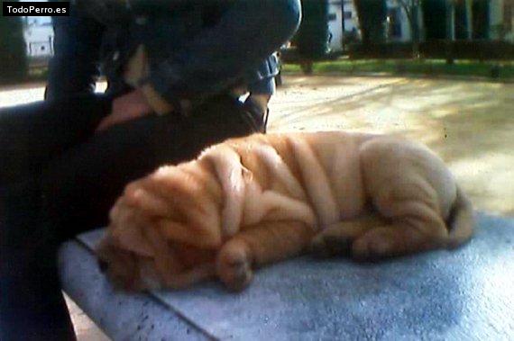 La foto del perro