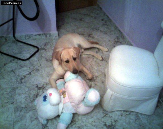 La foto del perro