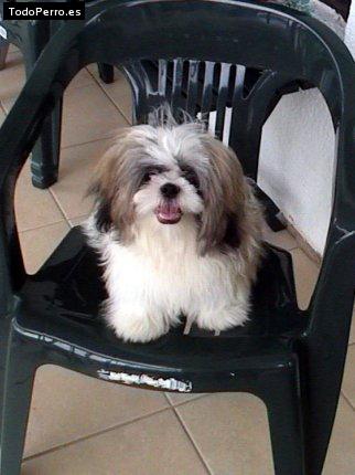 La foto del perro