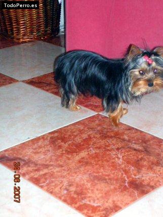 La foto del perro