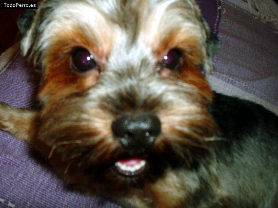 La foto del perro