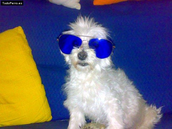 La foto del perro