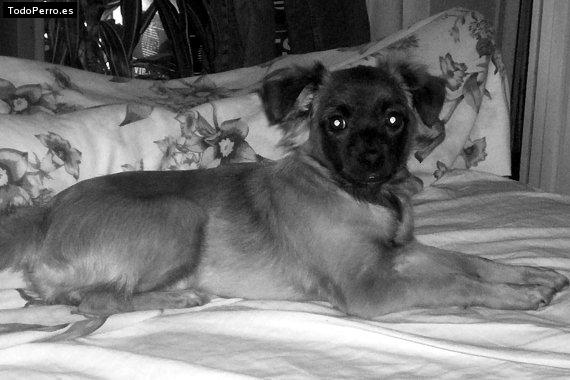 La foto del perro