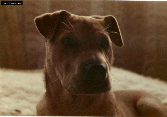 Foto del perro Towser