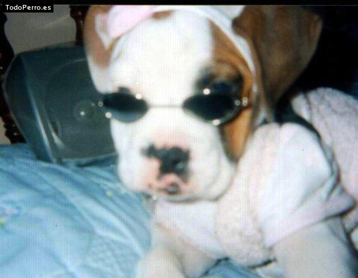 La foto del perro
