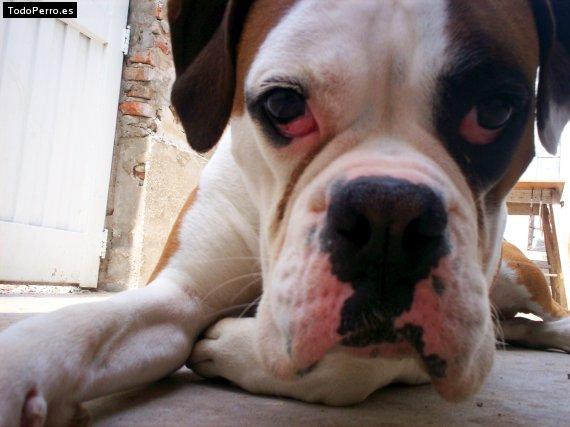 La foto del perro