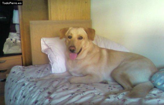 La foto del perro