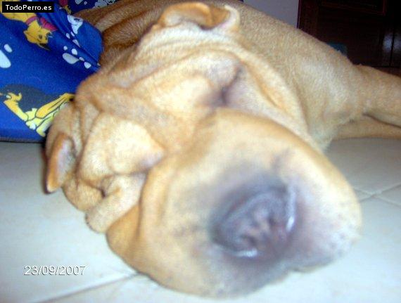 La foto del perro