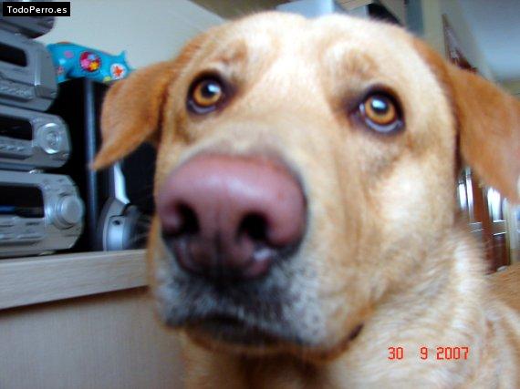 La foto del perro