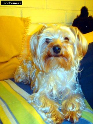 La foto del perro