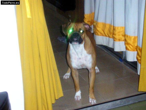 La foto del perro
