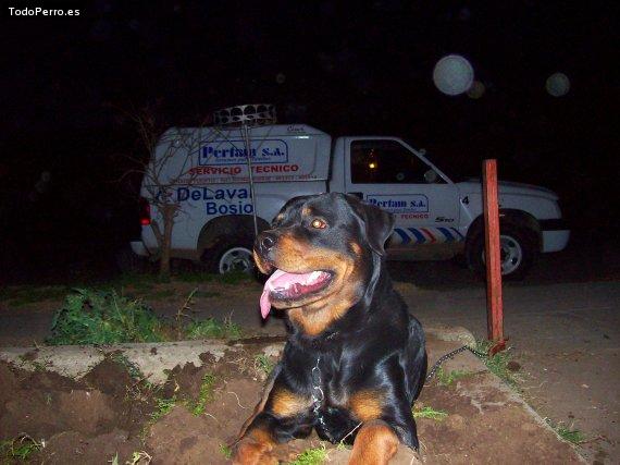 La foto del perro