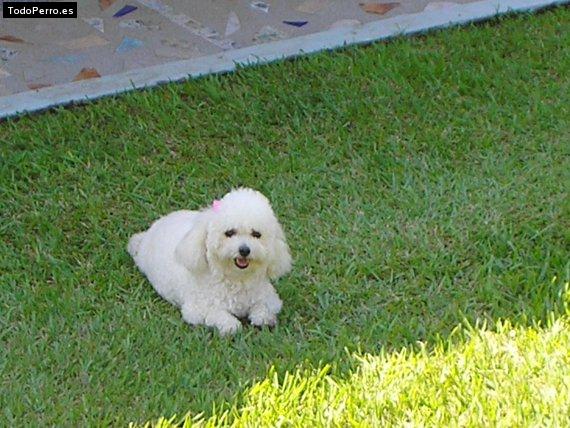 La foto del perro