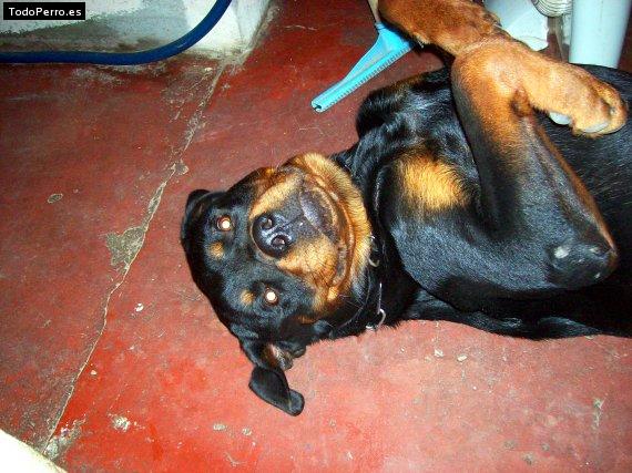 La foto del perro