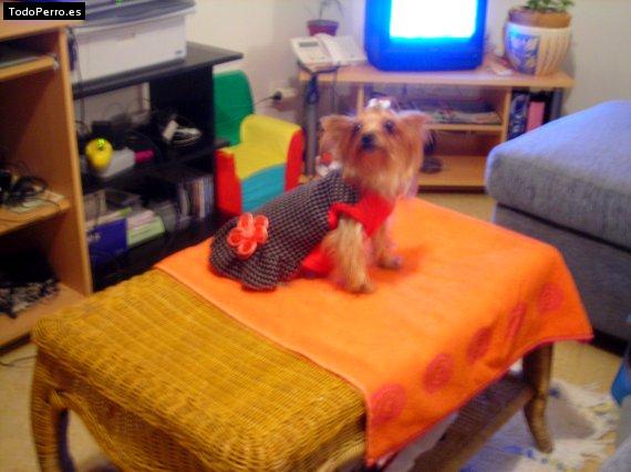 La foto del perro
