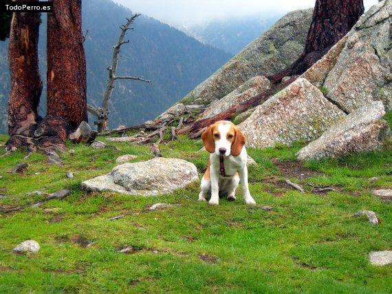 La foto del perro