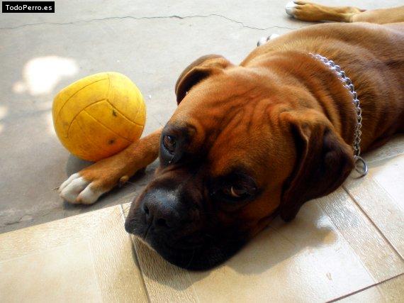 La foto del perro