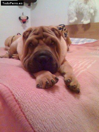 La foto del perro