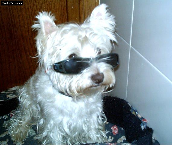 La foto del perro