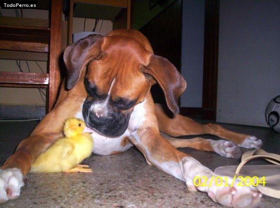 La foto del perro