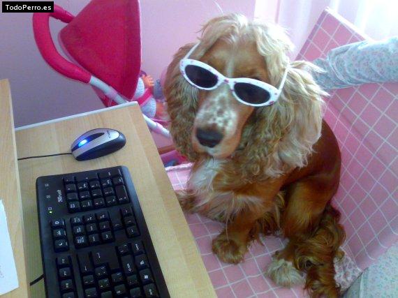 La foto del perro