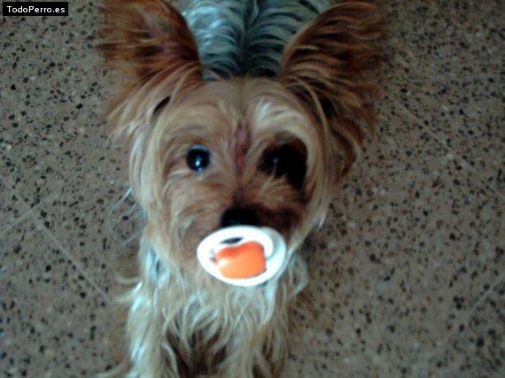 La foto del perro