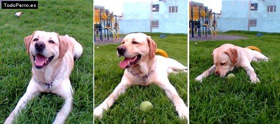 La foto del perro