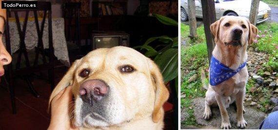 La foto del perro