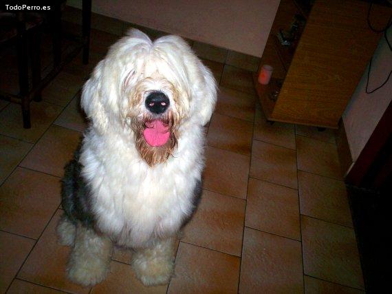 La foto del perro